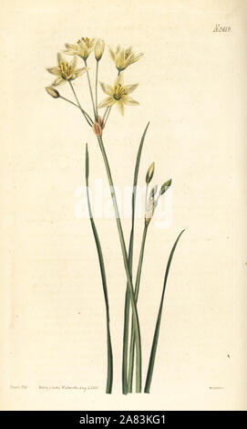 San Bernardo giglio, Anthericum liliago (erba-lasciarono la stella di Betlemme, Ornithogalum gramineum). Handcolored incisione su rame di Weddell dopo una illustrazione botanica da John Curtis da William Curtis' rivista botanica, Samuel Curtis, Londra, 1823. Foto Stock