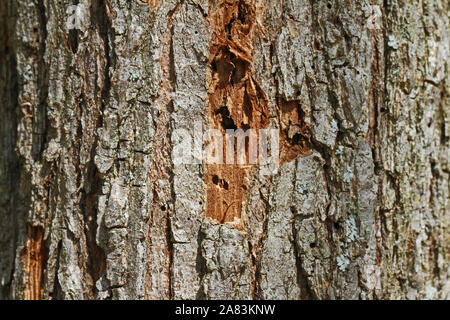 La corteccia di un albero di olmo latino ulmus o frondibus ulmi mostrante l'inizio della malattia dell'olmo olandese chiamato anche grafiosi del olmo con il maggiolino avente annoiato a Foto Stock