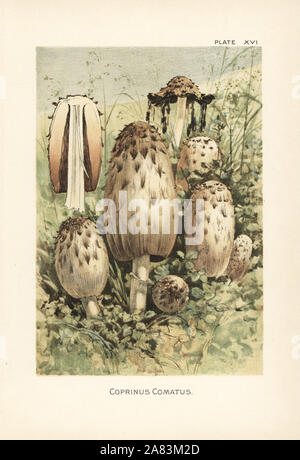 Shaggy copertura di inchiostro, avvocato parrucca o shaggy mane, Coprinus comatus. Chromolithograph dopo una illustrazione botanica da William Hamilton Gibson dal suo libro il nostro Toadstools commestibili e di funghi, Harper, New York, 1895. Foto Stock