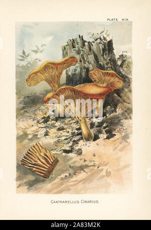 Golden chanterelle, Cantharellus cibarius. Chromolithograph dopo una illustrazione botanica da William Hamilton Gibson dal suo libro il nostro Toadstools commestibili e di funghi, Harper, New York, 1895. Foto Stock