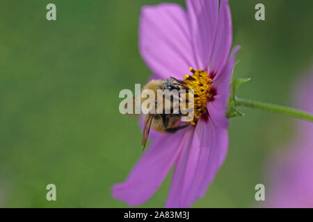 Orange bee probabilmente un cucù bee psithyrus barbutellis chiudere fino a raccogliere il polline in un giardino cosmos bipinnatus fiore chiamato anche un messicano aster Foto Stock