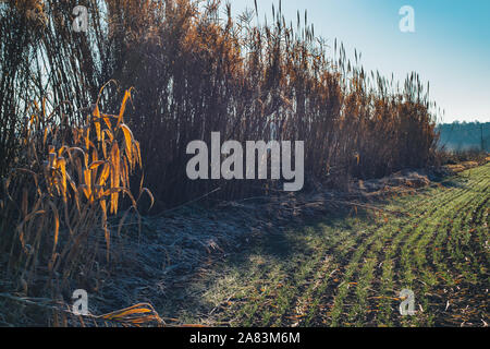 Verde paesaggio rurale campo su un soleggiato al mattino di rugiada Foto Stock
