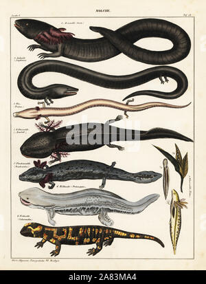 Maggiore sirena, Siren lacertina, tre-toed amphiuma, Amphiuma tridactylum, olm, Proteus anguinus (vulnerabili), axolotl, Ambystoma mexicanum (in pericolo critico), waterdog nana, Necturus punctatus, hellbender, Cryptobranchus alleganiensis, salamandra pezzata, Salamandra salamandra, e tritone, Pleurodelinae specie. Litografia dal Lorenz Oken universale della storia naturale, Allgemeine Naturgeschichte fur alle Stande, Stuttgart, 1841. Foto Stock