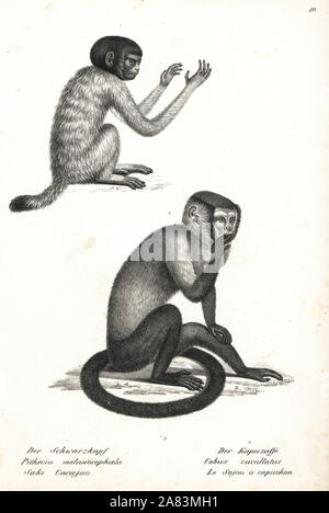 A testa nera, uakari Cacajao melanocephalus (Pithecus melanocephala) e nero cappuccino, Sapajus nigritus cucullatus (Cebus cucullatus). Litografia da Karl Joseph Brodtmann da Heinrich Rudolf Schinz illustrato della storia naturale di animali, Zurigo, 1827. Foto Stock