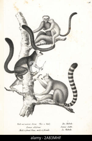 Bianco-guidato lemur, il Eulemur albifrons, maschio e femmina, in via di estinzione 1, e l'anello-tailed lemur, lemuri catta, in via di estinzione 2. Litografia da Karl Joseph Brodtmann da Heinrich Rudolf Schinz illustrato della Storia Naturale di uomini e animali, 1836. Foto Stock