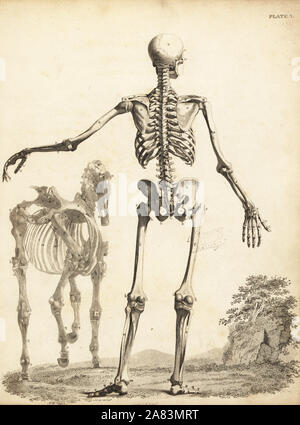 Scheletro umano dalla parte posteriore, con scheletro di cavallo da George Stubbs. Incisione su rame di Edward Mitchell dopo una illustrazione anatomica da Bernhard Siefried Albinus da John Barclay è una serie di incisioni di scheletro umano, MacLachlan e Stewart, Edimburgo, 1824. Foto Stock