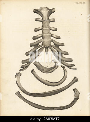 Lo sterno e la cartilagine della cassa toracica umana, con diverse nervature. Incisione su rame di Edward Mitchell dopo una illustrazione anatomica da Jean-Joseph Sue da John Barclay è una serie di incisioni di scheletro umano, MacLachlan e Stewart, Edimburgo, 1824. Foto Stock