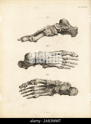 Viste le ossa del piede umano da caviglia e punta. Incisione su rame di Edward Mitchell dopo una illustrazione anatomica da Jean-Joseph Sue da John Barclay è una serie di incisioni di scheletro umano, MacLachlan e Stewart, Edimburgo, 1824. Foto Stock