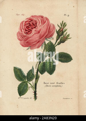 Cavolo cappuccio rosa, rosa cento feuilles, rosa centifolia. Litografia Handcolored da Lecouturier dopo una illustrazione botanica da Mlle. F. Legendre da Pierre Boitard's Rose-Lover il manuale completo, Roret, Parigi 1836. Foto Stock