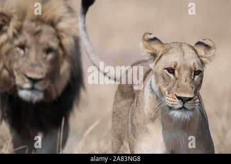 Coppia di accoppiamento dei leoni(panthera leo) in bella luce in NP MOREMI Khwai (), Botswana Foto Stock