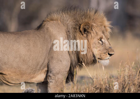 Bellissimo leone maschio (panthera leo) in piena luce solare in NP MOREMI Khwai (), Botswana Foto Stock