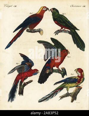 Estinto rosso cubano macaw, Ara tricolore 1, blu backed parrot, Tanygnathus sumatranus, maschio 2 e femmina 3, crimson rosella, Platycercus elegans 4, orientale e rosella, Platycercus eximius 5. Handcolored incisione su rame da Theodore Goetz da Friedrich Johann Bertuch's Bilderbuch fur Kinder (Picture Book per bambini), Weimar, 1823. Foto Stock