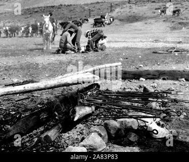 Marchi di bestiame (branding ferri da stiro in fuoco) 1936-1946 Foto Stock