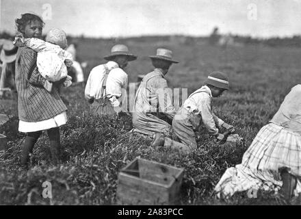 Arthur Fernande, detto 8 anni, mirtilli rossi di prelievo a mano, e fratello Charlie ha detto che lui era 9 alla raccolta con un cucchiaio. Ha detto che il lavoro da 9 fino a 5. Wareham, Massa, Settembre 1911 Foto Stock