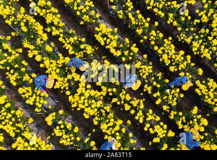 Changxing. 6 Nov, 2019. Foto aerea adottate il 9 novembre 6, 2019 mostra persone picking crisantemo fiori in una piantagione in Zhongshan villaggio di Changxing County, est della Cina di Provincia dello Zhejiang. Credito: Xu Yu/Xinhua/Alamy Live News Foto Stock