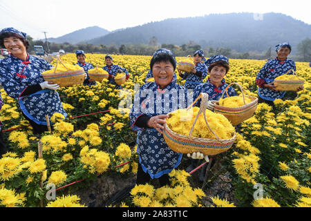 Changxing cinese della provincia dello Zhejiang. 6 Nov, 2019. Le persone mostrano appena prelevato crisantemo fiori in una piantagione in Zhongshan villaggio di Changxing County, est della Cina di Provincia dello Zhejiang, nov. 6, 2019. Credito: Xu Yu/Xinhua/Alamy Live News Foto Stock