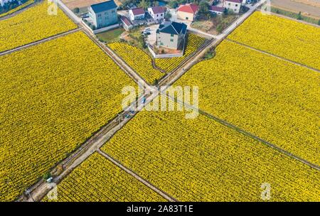 Changxing. 6 Nov, 2019. Foto aerea adottate il 9 novembre 6, 2019 mostra un crisantemo piantagione in Zhongshan villaggio di Changxing County, est della Cina di Provincia dello Zhejiang. Credito: Xu Yu/Xinhua/Alamy Live News Foto Stock