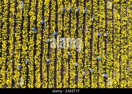 Changxing. 6 Nov, 2019. Foto aerea adottate il 9 novembre 6, 2019 mostra persone picking crisantemo fiori in una piantagione in Zhongshan villaggio di Changxing County, est della Cina di Provincia dello Zhejiang. Credito: Xu Yu/Xinhua/Alamy Live News Foto Stock