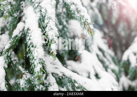 Rami di abete nella neve. Raggio di luce nell'angolo destro Foto Stock