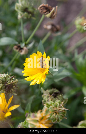 Giallo calendula fiori e piccoli che lavorano bee sullo sfondo sfocato del giardino della natura. Il giallo dei fiori di calendula nel giardino, vista dall'alto calen Foto Stock