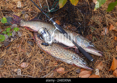 Il concetto di pesca, trofeo di cattura - grande di acqua dolce pesce luccio sapere come Esox lucius appena preso dall'acqua su mantenere net con prodotti della pesca in esso. Freshwate Foto Stock