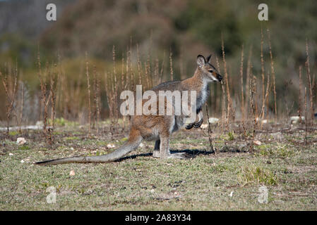 Swamp Wallaby Wallabia (bicolore) Foto Stock