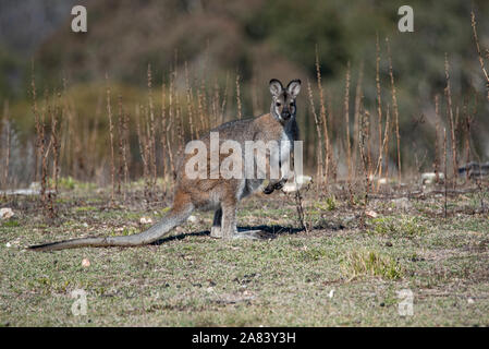 Swamp Wallaby Wallabia (bicolore) Foto Stock