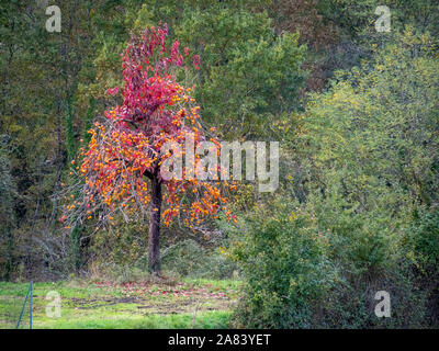 Persimmon tree, Diospyros kaki. Con splendidi colori autunnali a causa di foglie rosse e il colore arancio della frutta. Foto Stock