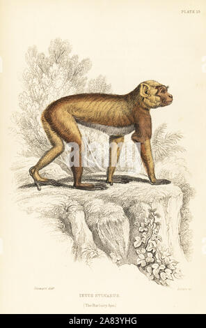 Barberia ape o Barbary macaque, Macaca sylvanus (Inuus sylvanus). In via di estinzione. Acciaio Handcolored incisione di W.H. Lizars dopo una illustrazione di James Stewart da Sir William Jardine Naturalista dell's Library: scimmie, Edimburgo, 1844. Foto Stock