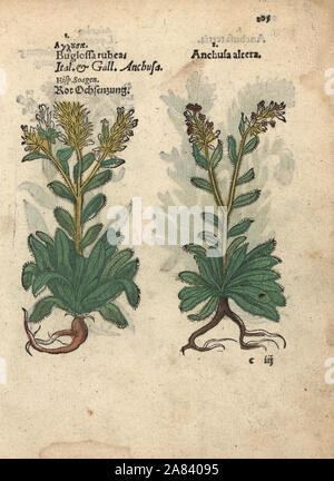 Red viper dell bugloss, Echium wildpretii e comune, bugloss Anchusa officinalis. Woodblock Handcolored incisione di una illustrazione botanica da Adamo Lonicer's Krauterbuch, o alle erbe, Francoforte, 1557. Questo da un secolo XVII edizione pirata o atlas di illustrazioni soltanto, con didascalie in latino, greco, francese, italiano, tedesco e nel manoscritto inglese. Foto Stock