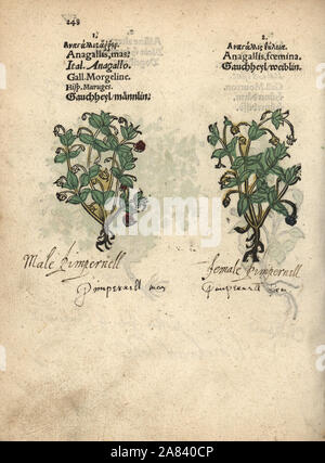 Scarlet pimpernel, Anagallis arvense e Anagallis arvense subsp. foemina. Woodblock Handcolored incisione di una illustrazione botanica da Adamo Lonicer's Krauterbuch, o alle erbe, Francoforte, 1557. Questo da un secolo XVII edizione pirata o atlas di illustrazioni soltanto, con didascalie in latino, greco, francese, italiano, tedesco e nel manoscritto inglese. Foto Stock