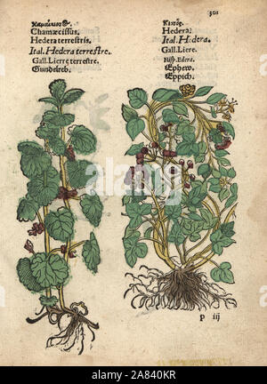 La massa di edera Glechoma hederacea, ed edera, Hedera helix. Woodblock Handcolored incisione di una illustrazione botanica da Adamo Lonicer's Krauterbuch, o alle erbe, Francoforte, 1557. Questo da un secolo XVII edizione pirata o atlas di illustrazioni soltanto, con didascalie in latino, greco, francese, italiano, tedesco e nel manoscritto inglese. Foto Stock