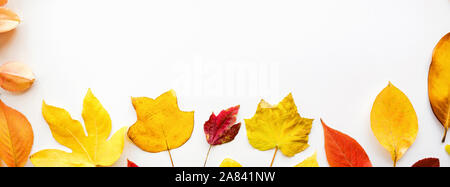 Banner Web di colore giallo e con foglie di colore rosso su sfondo bianco. Composizione stagionali, caduta, la Giornata del ringraziamento, erbario concetto. mockup, modello, overhead Foto Stock