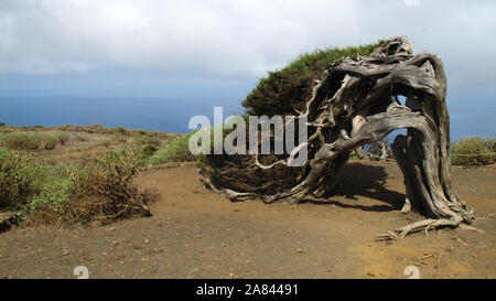 Sabina tree (Juniperus turbinata canariensis) intrecciati dal vento. La Dehesa. Frontera Parco Rurale. El Hierro. Isole Canarie. Spagna. Concetto di natura Foto Stock