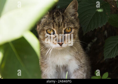 Feral tabby cat nascondersi dietro le foglie Foto Stock