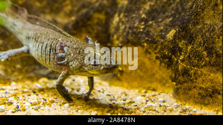 Primo piano di un axolotl grigio, messicano a piedi, pesci tropicali anfibi subacquea dal Messico, specie gravemente minacciate specie animale Foto Stock