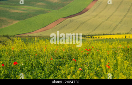 Molla di coloratissimi campi di Moravia, fiori di papavero in primo piano Foto Stock