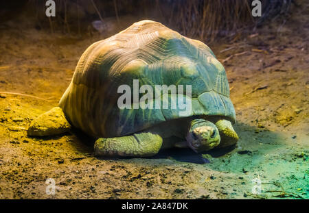 Tartaruga irradiata in closeup, tropicali specie di tartaruga dal Madagascar, criticamente le specie animali minacciate Foto Stock