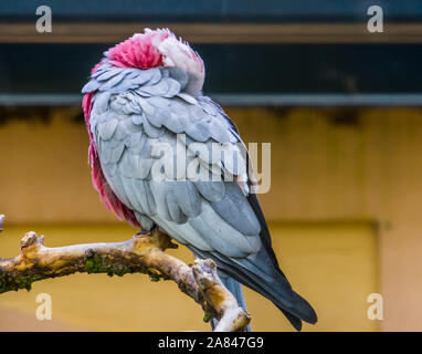 Primo piano di una rosa petto dormendo Cacatua, pappagalli tropicali provenienti da Australia Foto Stock