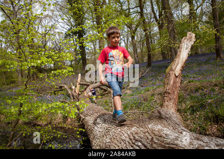 Un giovane ragazzo che cammina attraverso un tronco di albero caduto in un bosco con un tappeto di campane blu dietro di lui. Foto Stock