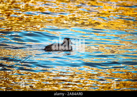 Autunno lonely moretta nuota tra le foglie d'oro che ha coperto il laghetto. Autunno umore Foto Stock