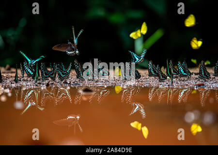 Lo sbandieramento dei meccanismi di volo in insetti Foto Stock