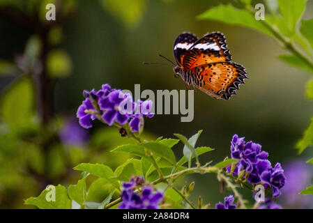 Lo sbandieramento dei meccanismi di volo in insetti Foto Stock