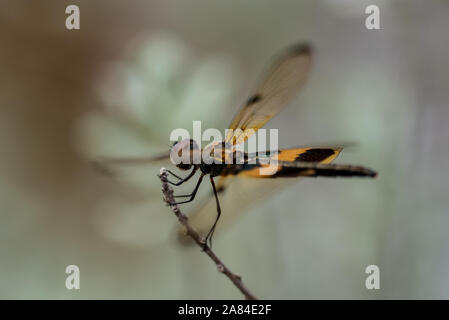 Maschio a forma di libellula pelose in appoggio sulla vegetazione Foto Stock