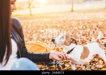 Allegro active brunette girl nel parco tiene in mano la zampa del cucciolo Jack Russell Terrier Foto Stock