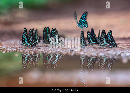 Lo sbandieramento dei meccanismi di volo in insetti Foto Stock