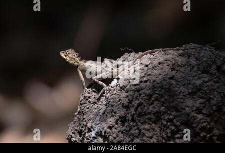 Maschio a forma di libellula pelose in appoggio sulla vegetazione Foto Stock