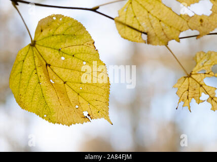 Foglie di autunno decadeva parzialmente sull'albero. Foto Stock