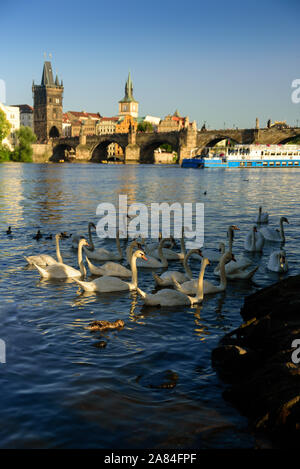 Cigni bianchi vicino al Ponte Carlo sul fiume Moldava a Praga, Repubblica Ceca Foto Stock