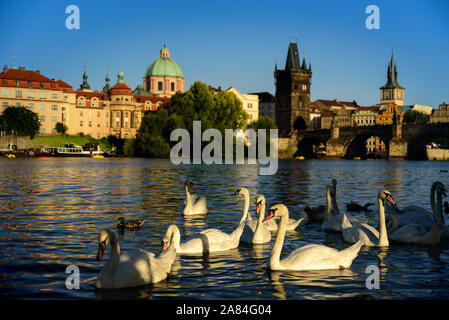 Cigni bianchi vicino al Ponte Carlo sul fiume Moldava a Praga, Repubblica Ceca Foto Stock